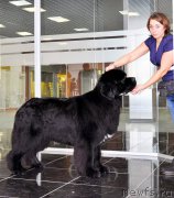 Превью фото № 202794