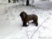 Превью фото № 202826