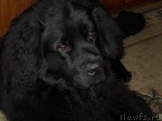 Превью фото № 202835