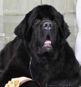 Превью фото № 202867