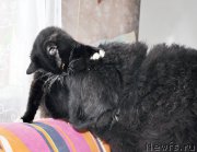 Превью фото № 202893