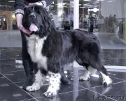 Превью фото № 202903