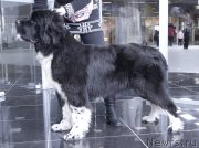 Превью фото № 202907