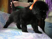 Превью фото № 202927