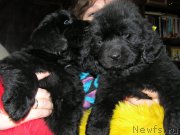 Превью фото № 202929