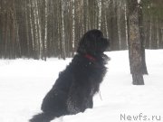 Превью фото № 202937