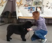 Превью фото № 202944