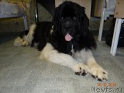 Превью фото № 202950