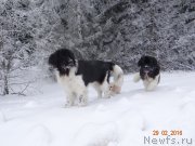 Превью фото № 202965