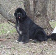 Превью фото № 202983