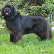 Превью фото № 202984