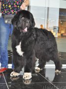 Превью фото № 202987