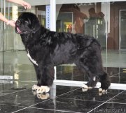 Превью фото № 202989