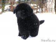 Превью фото № 203002