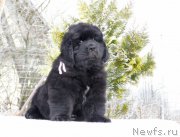 Превью фото № 203004