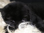 Превью фото № 203006