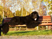 Превью фото № 203014