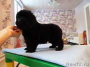 Превью фото № 203043