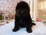 Превью фото № 203044