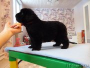 Превью фото № 203046