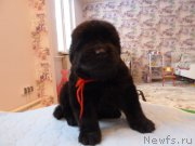 Превью фото № 203047