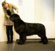 Превью фото № 203101