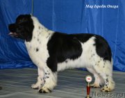 Превью фото № 203104