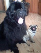 Превью фото № 203117