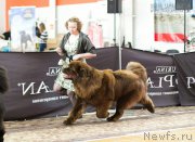 Превью фото № 203121