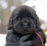 Превью фото № 203198