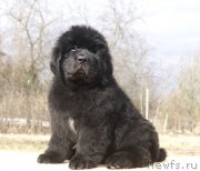 Превью фото № 203248