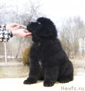 Превью фото № 203249