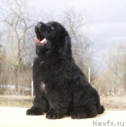 Превью фото № 203251