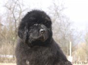 Превью фото № 203252