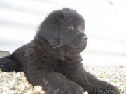 Превью фото № 203268