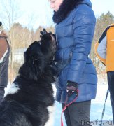 Превью фото № 203294