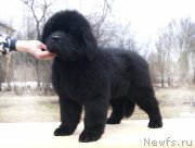 Превью фото № 203340