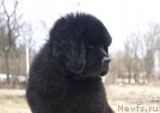 Превью фото № 203341