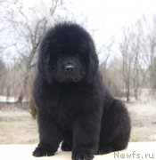 Превью фото № 203342