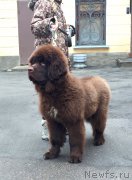 Превью фото № 203344