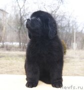 Превью фото № 203345