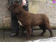 Превью фото № 203347