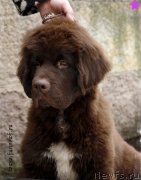 Превью фото № 203352