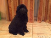 Превью фото № 203364