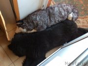 Превью фото № 203369