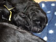 Превью фото № 203375