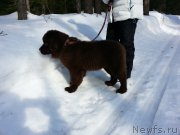 Превью фото № 203411