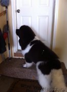 Превью фото № 203438