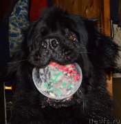 Превью фото № 203470