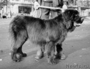 Превью фото № 203477